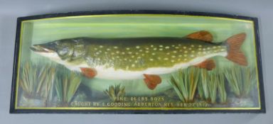 A cased fish, a preserved taxidermy specimen, by A J Bond,