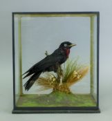 A preserved taxidermy specimen of a purple-throated fruitcrow (Querula purpurata,
