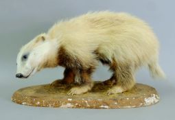 A preserved taxidermy specimen of a badger cub (Meles meles) on a wooden plinth.