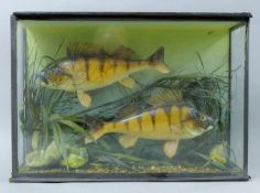 Two cased fish, a pair of Victorian preserved taxidermy specimens, by James Gardner,