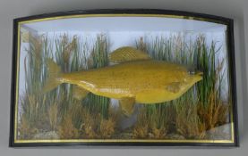 A cased fish, a Victorian preserved taxidermy specimen, by W M Gibson of London,