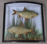 Two cased fish, a pair of preserved taxidermy specimens, by A J Harris of Enfield,