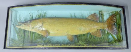A cased fish, a preserved taxidermy specimen, attributed to J Cooper & Sons,