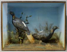 Two cased birds, a pair of Victorian preserved taxidermy specimens, by William Hope of Edinburgh,