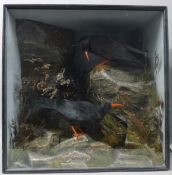 Two cased birds, a pair of preserved taxidermy specimens, attributed to Henry Ward,