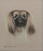 MARGARET ANDERSON (20th century) British (AR), Dog Portrait Studies 'Pekingese' and a 'Boxer',