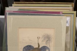A quantity of prints of birds, insects and fish, some framed, some mounted only.