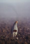 G T ANDREWARTHA, 'Grey Partridge', limited edition photographic print numbered 2/100, signed,