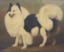 ENGLISH SCHOOL (19th century), Standing Pomeranian Dog, oil on board, framed. 46 x 58 cm.