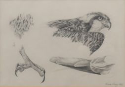JAMES RENNY, Studies of Osprey, pencil studies, pencil, signed and dated 1985,