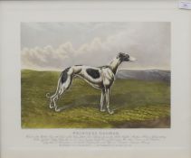 A Victorian coursing print of the greyhound 'Princess Dagmar', framed and glazed.
