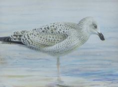 JONSSON, LARS (born 1952) Swedish (AR), Juvenile Lesser Black-Backed Gull, lithograph,