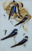 ROSE, CHRIS (born 1959) British (AR), Swallows and Martin, limited edition print numbered 3/25,