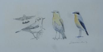 REES, DARREN (born 1961) British (AR), Wheatear (a pair), watercolours, both signed, unframed.