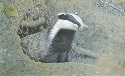 Timed Auction - Wildlife Paintings, Pictures and Prints