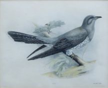 STONHAM, CHARLES AND MEDLAND, L M, Cuckoo, print, framed and glazed. 22 x 27 cm.