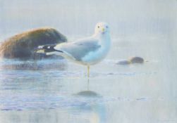 JONSSON, LARS (born 1952) Swedish (AR), Yellow-Legged Gull?, lithograph,