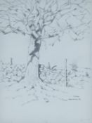 BUSBY RSA RSW SWLA, JOHN (1928-2015) British (AR), A set of six sketches: Tree, Eagle Owls,