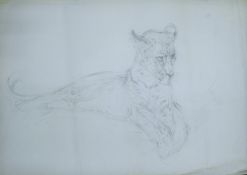 THOMPSON, RALPH (1913-2009) British (AR), Leopard Cub, pencil, unsigned, unframed. 60 x 84 cm.