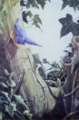 HYDE, DAVID (born 1947) British (AR), Nuthatch, print, framed and glazed. 26 x 17 cm.