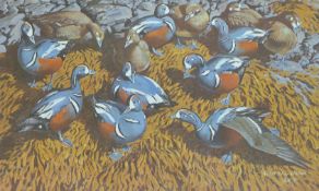 SHACKLETON, KEITH (1923-2015) British (AR), Harlequin Duck, artist's proof print, signed, unframed.