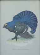 ANDREWS, DAVID (born 1938) British (AR), Black Grouse,
