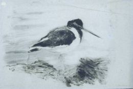 ATKINSON, KIM (born 1962) British (AR), Oyster Catcher, monoprint, signed and dated '89, unframed.