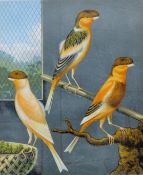 The Illustrated Book of Canaries and Cage-Birds, five plates, prints, framed and glazed.