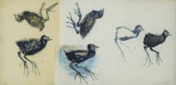 HALL, PAULINE (1917-2007) British (AR), Moorhen Chick Studies, ink, signed, unframed. 28 x 57 cm.