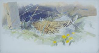 HASLEN, ANDREW (born 1953) British (AR), Woodcock, watercolour, initialled, unframed. 31 x 58 cm.