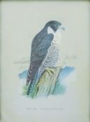 ANDREWS, DAVID (born 1938) British (AR), Peregrine, a print produced by William Grant & Sons Whisky,