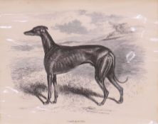 A small print of a greyhound. 8.5 x 10.5 cm.