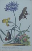 After GEORG DINNYS EHRET, 'Polianthes, Oxalis and Iris', print, framed and glazed. 35 x 22.5 cm.