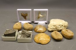 Mixed lot of fossils, comprised of three sand dollar/seastar specimens, one within matrix; two
