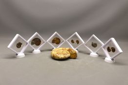 Mixed lot of ammonite fossil specimens, comprised of one large polished ammonite with a defined
