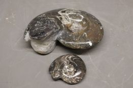 Pair of polished fossilised Goniatite ammonite specimens (Devonian Era), comprising a larger