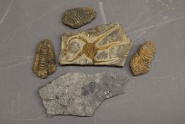 Mixed lot of fossil specimens, comprised of a brittle star (starfish) fossil specimen within a