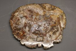 Large polished cross-section of petrified tree trunk, displaying inclusions of red, white, brown and