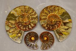 Polished ammonite specimens, to include a large Jurassic period ammonite pair, cut through and