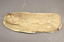 Fossil specimen, believed to be Platecarpus (mosasaur) jaw bone, comprising a raw in-ground specimen