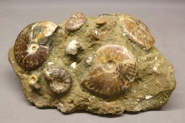 Large matrix of various fossils and shells, comprised of ten polished ammonites, the largest