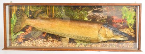 Taxidermy study of a pike in glazed case, W107 x D14 x H37cm