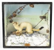 Taxidermy study of a stoat with prey in glazed case, with label 'John Burton, Natural Crafts,