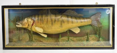 Taxidermy study of a zander in glazed case with 'Peter Stone, taxidermist' label within and gold