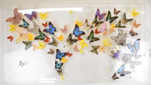 Two acrylic cased taxidermy butterfly displays by Butterfly People, one case signed, largest 122 x