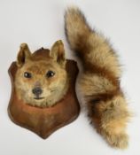 Taxidermy fox mask and brush mounted on a wooden shield plaque with suspension loop, H30cm, 64cm