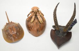 Taxidermy study of gazelle horns and two taxidermy crabs