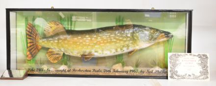 Taxidermy study of a pike in glazed case with certificate and engraved plaque 'Pike 24½lb, caught at