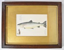 John Macpherson (19th/20thC Inverness taxidermist) watercolour study of a fish 'Tay Salmon 46lb