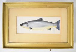 John Macpherson (19th/20thC Inverness taxidermist) watercolour study of a fish 'Caught River Spey